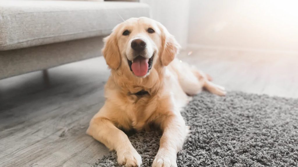Happy labrador