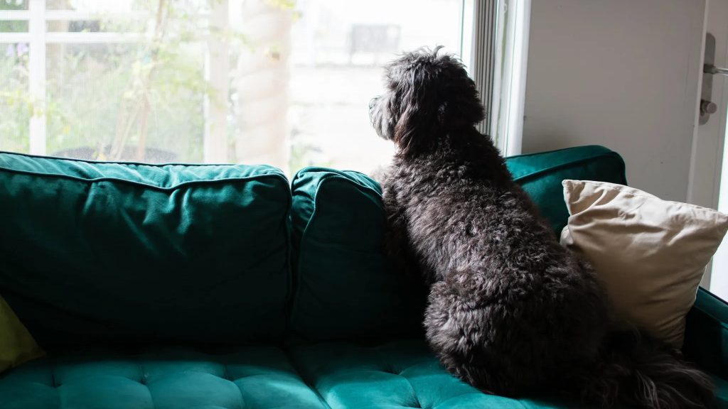 Waiting Dog