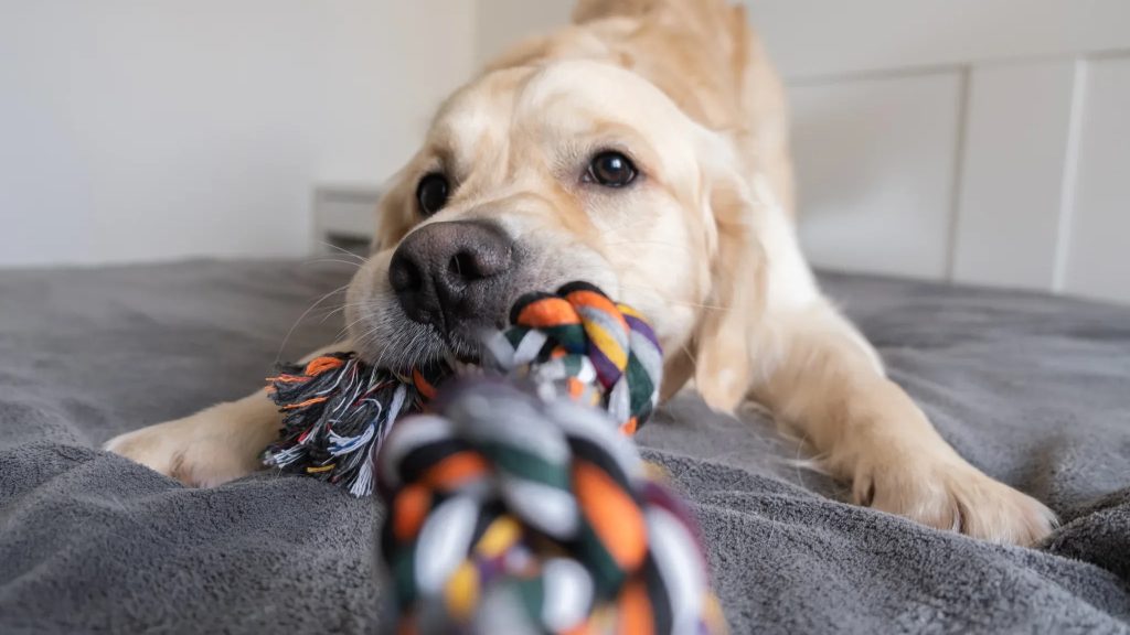 Playful Pup
