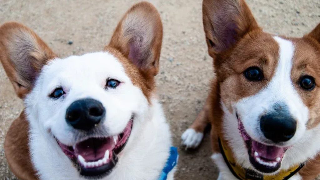 Dogs for blog 23dad5e4 1cc7 4cf4 b834 3162366cad88