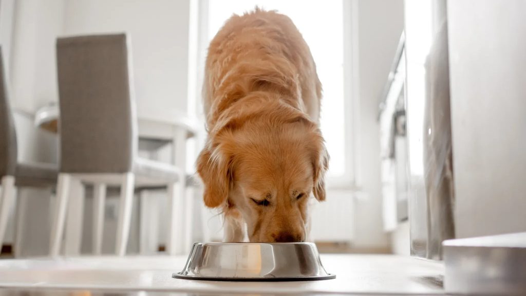Dog eating