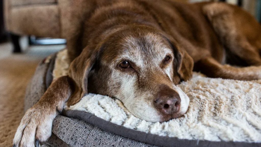 Dementia Dog