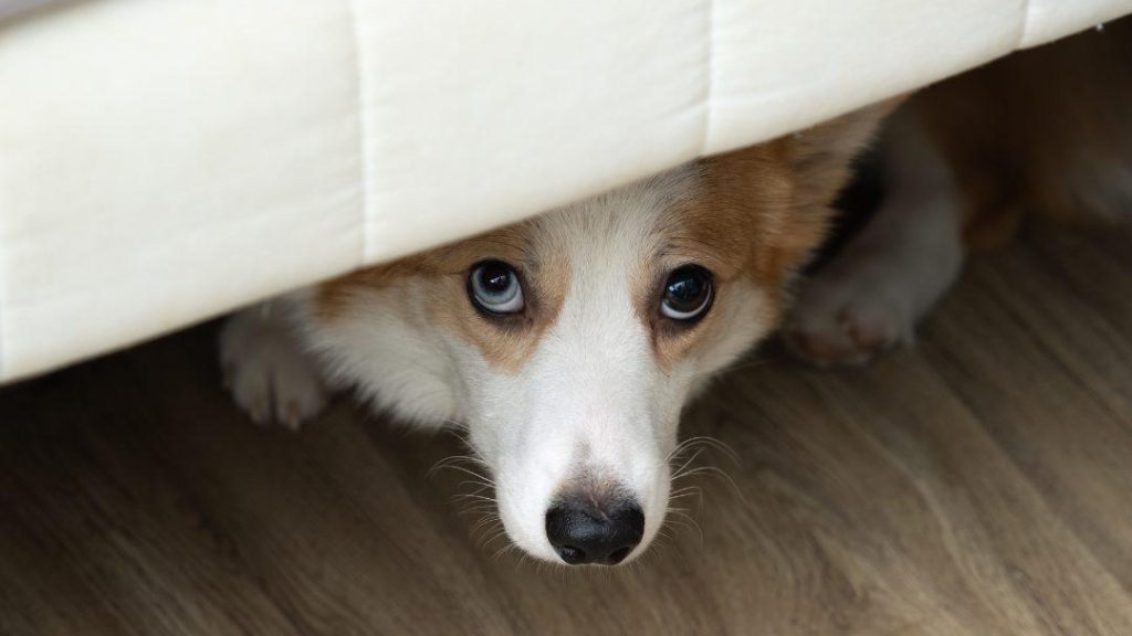 Anxious dog square