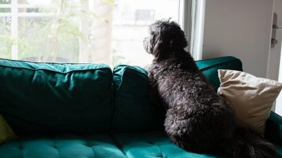 Can pets tell the time? The surprising truth about your pet's inner clock