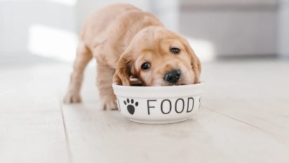 Feeding a puppy
