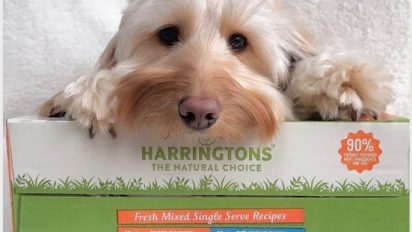 Why natural dog food matters