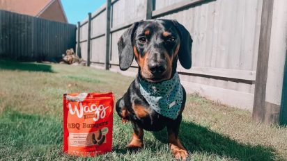 Inspired by your favourite flavours (but made for dogs!)