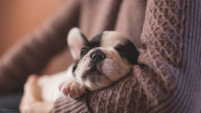 Animal Day: Does my pet love me back? – Vet Dr Scott Miller answers your question