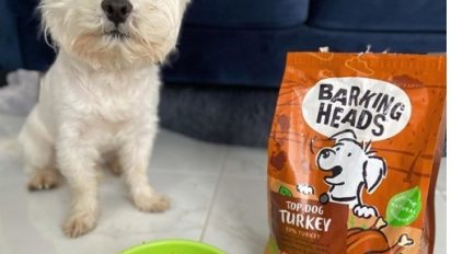 Dog behaviourist reveals the nation’s paw-fect office dogs as businesses warm to woof-tastic mascots