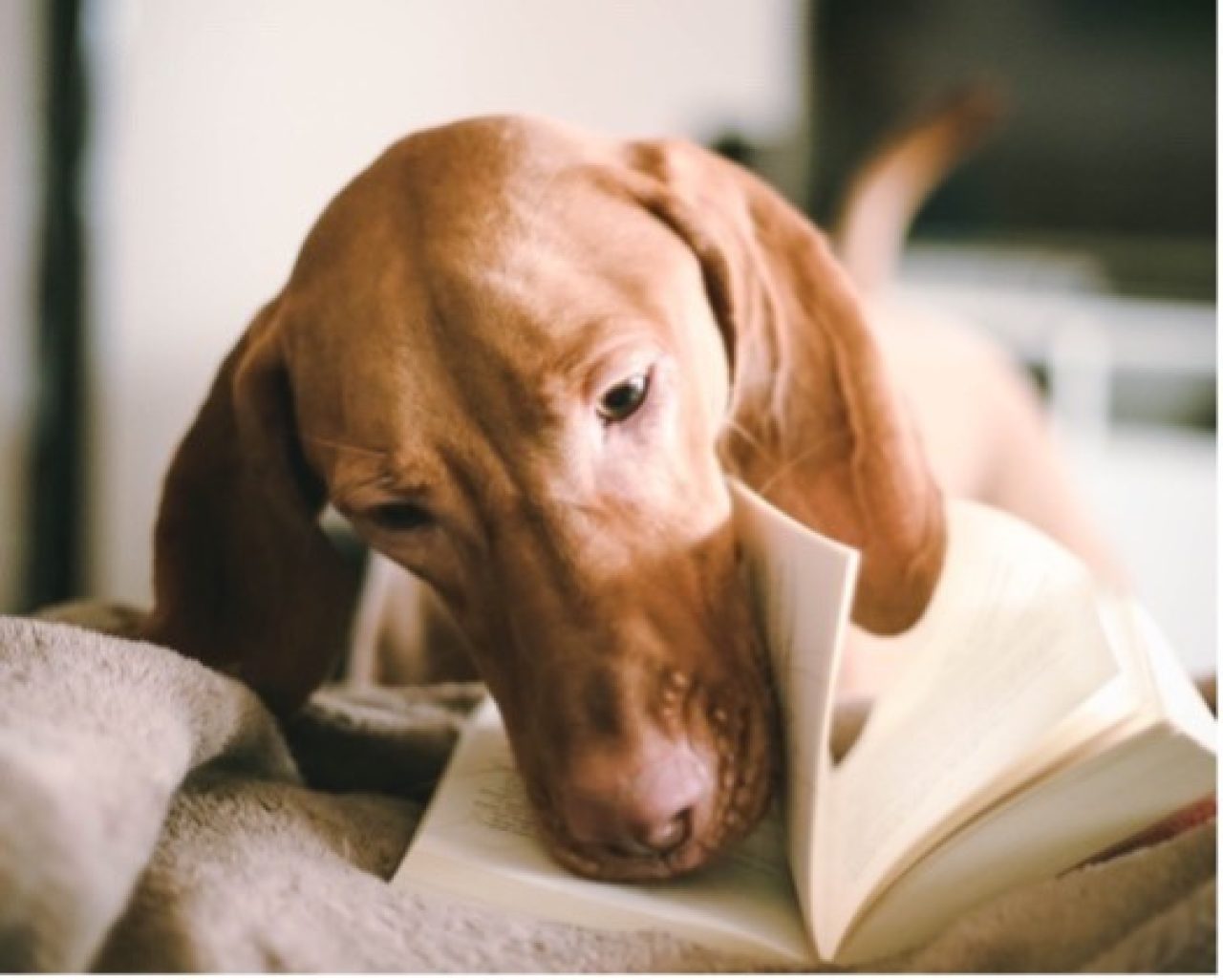 Vizsla