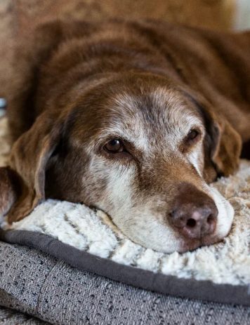 Signs of dog dementia and what to do if you notice them